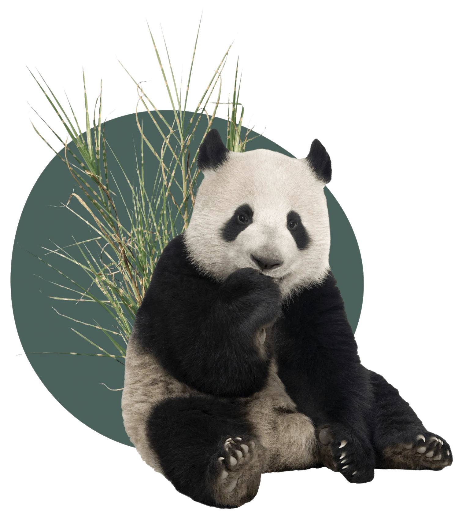 Poo Poo Panda